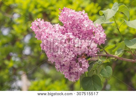 Blooming Lilac. Beautiful Spring Blooming Of Lilac Branches.