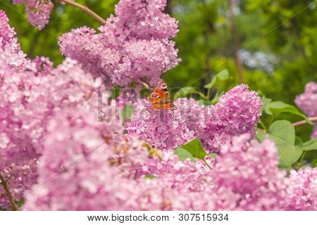 Blooming Lilac. Beautiful Spring Blooming Of Lilac Branches.