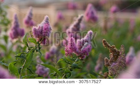 Billards Spirea Blooming Flowers In The Morning Park On The Lake