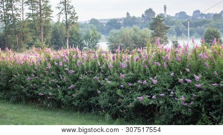 Billards Spirea Blooming Flowers In The Morning Park On The Lake
