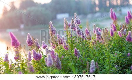 Billards Spirea Blooming Flowers In The Morning Park On The Lake