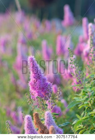 Billards Spirea Blooming Flowers In The Morning Park On The Lake