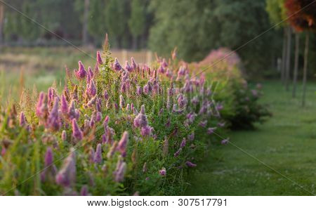 Billards Spirea Blooming Flowers In The Morning Park On The Lake