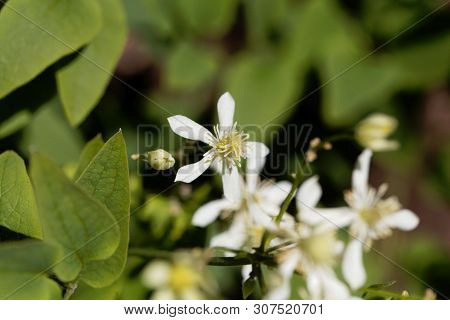 Erect Clematis, Clematis Recta.