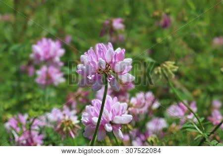 Pink Blooming Crown Vetch In A Meadow, Close-up