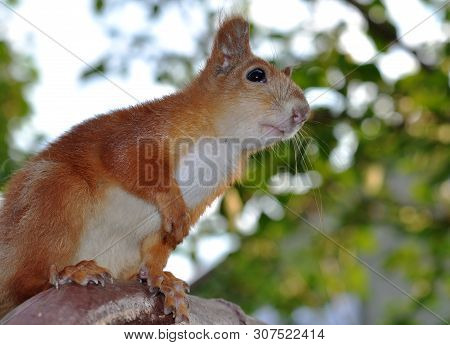 The Red Squirrel Sits With His Foot Raised, Looking Into The Distance. Against The Sky And Green Lea