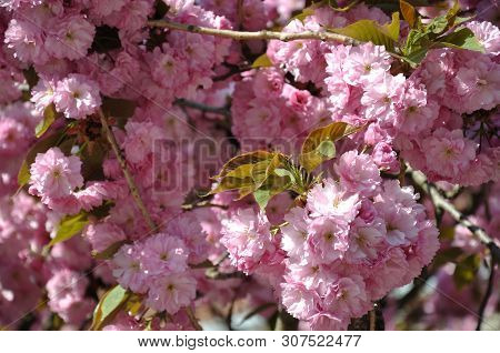 The Sakura Tree Is Lush With Pink Flowers. Japanese Cherry