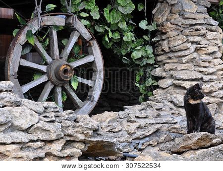 Black Cat Sitting On The Rocks. A Decorative Antique Wooden Wheel And Artificial Ivy Are Suspended.