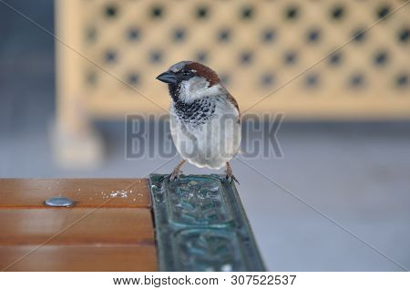 The Urban (brownie) Sparrow (passer Domesticus) Sits On The Edge Of The Table With A Metallic Inset.