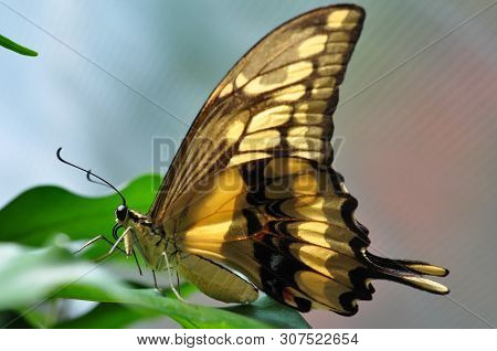 Swallowtail Butterfly Sitting On A Green Leaf In A Greenhouse In The Sunlight.