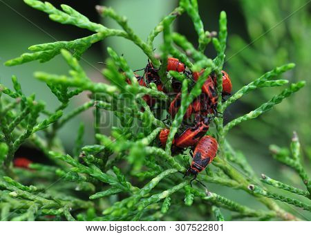Red Garden Bugs (pyrrhocoris Apterus) On Green Juniper Branches.