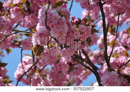Abundant Lush Flowering Of Cherry Blossoms Under The Blue Sky In Spring.