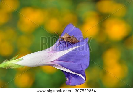 The Garden Bug Sits On A Blue Ipomoea Flower (ipomoea). In The Background - The Background Of Yellow
