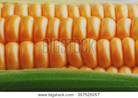 Corn Grains In Close-up Closeup, Rows Of Fresh And Ripe Yellow Corn Kernels, Corn Cob. Close-up Full