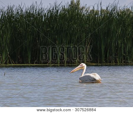 A Pelican Basking In The Sun In The Water Of The Danube River In Romania