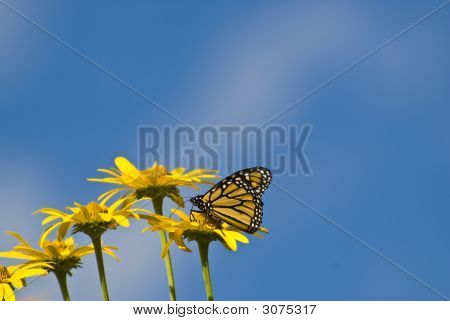 Gule blomster og sommerfugle