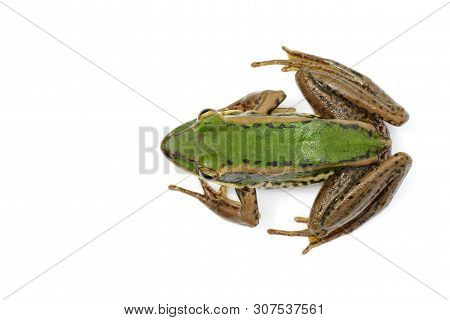 Image Of Paddy Field Green Frog Or Green Paddy Frog (rana Erythraea) On A White Background. Amphibia