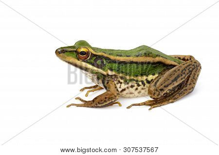 Image Of Paddy Field Green Frog Or Green Paddy Frog (rana Erythraea) On A White Background. Amphibia