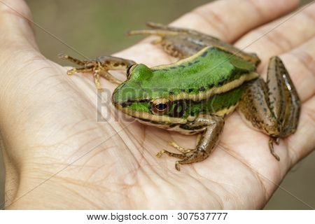 Image Of Paddy Field Green Frog Or Green Paddy Frog (rana Erythraea) On Hand. Amphibian. Animal.