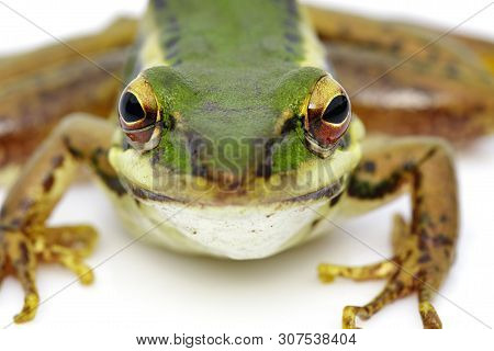 Image Of Paddy Field Green Frog Or Green Paddy Frog (rana Erythraea) On A White Background. Amphibia