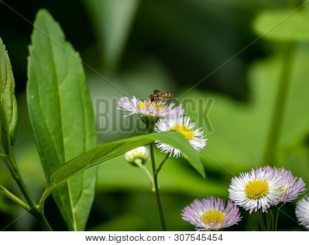 A Japanese Syrphini Hoverfly Feeds From Wild Daisies In A Japanese Park.
