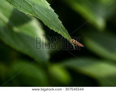 A Japanese Syrphini Hoverfly Rests On The End Of A Broad Leaf In A Japanese Forest.