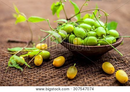 Azadirachta Indica, Commonly Known As Neem, Nimtree Or Indian Lilac, On Jute Bags Surface Along With