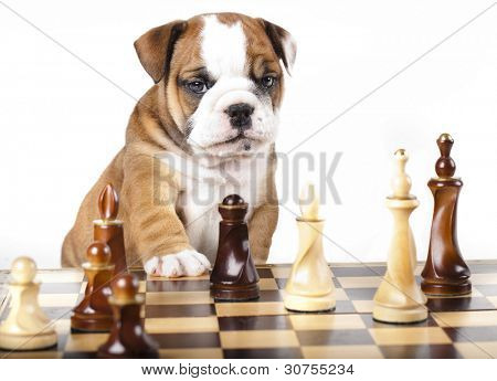  Englisch Bulldog Welpen und Schachfigur