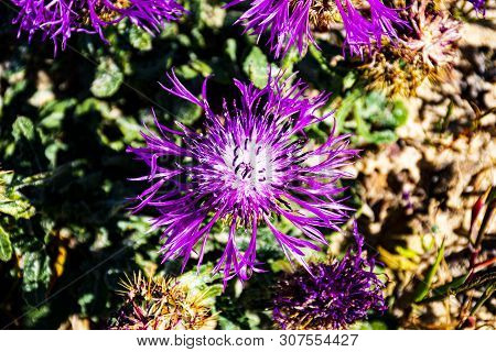Pink Flowers Stand In A Desrt Green Backround