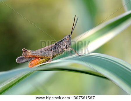 Colorful Locust Sits On A White-green Blade Of Grass In The Summer In The Garden.