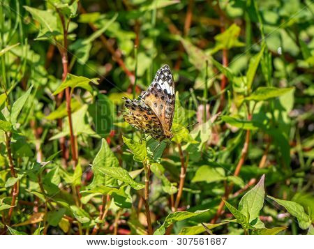 A Tropical Fritillary Butterfly, Argynnis Hyperbius, Rests In The Undergrowth Of A Japanese Park And