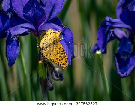 A Tropical Fritillary Butterfly, Argynnis Hyperbius, Rests On Dark Purple Flowers In A Japanese Park