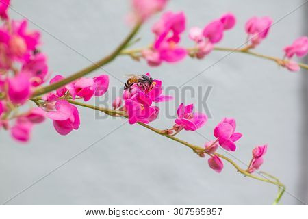 Antigonon leptopus flower is a bouquet of small pink.