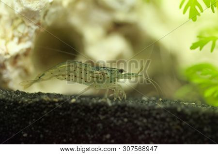 Amano Shrimp, Caridina Multidentata