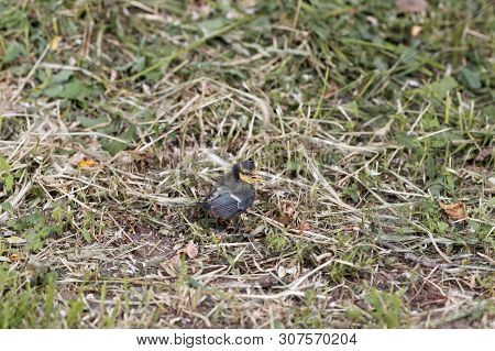 Young Eurasian Blue Tit, Cyanistes Caeruleus