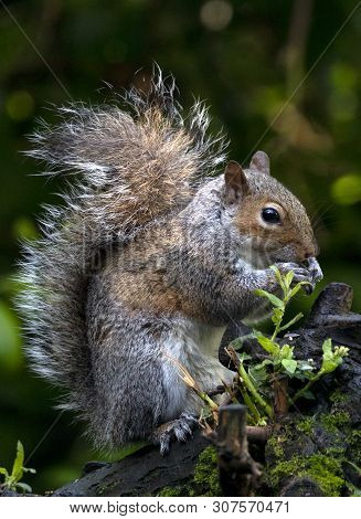 A Grey Squirrel In The Local Woodland Area