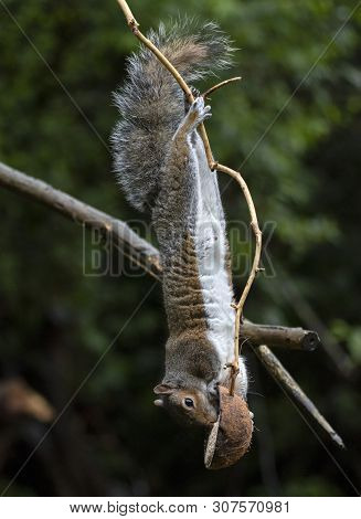 A Grey Squirrel In The Local Woodland Area