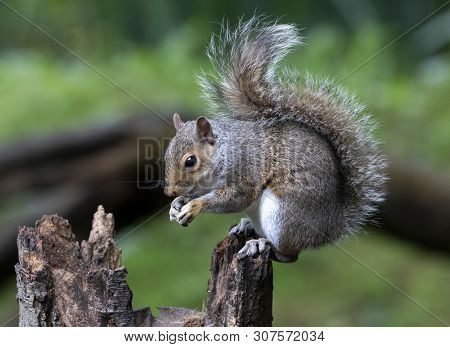 A Grey Squirrel In The Local Woodland Area
