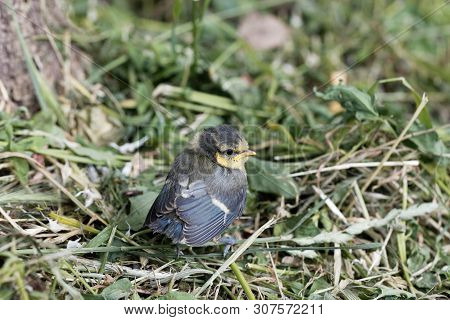 Young Eurasian Blue Tit, Cyanistes Caeruleus
