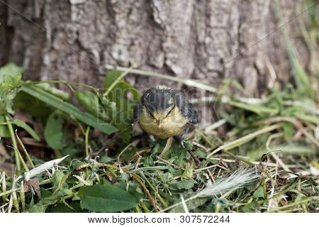 Young Eurasian Blue Tit, Cyanistes Caeruleus