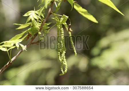 Flowers Of A Bitternut Hickory, Carya Cordiformis.
