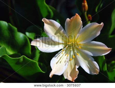White Petals