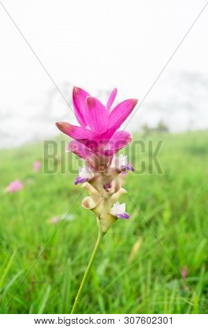 Amazing Landscape . Krachiew Flowers And Green Meadow And Tree And Flower In The Forest And Fog In T