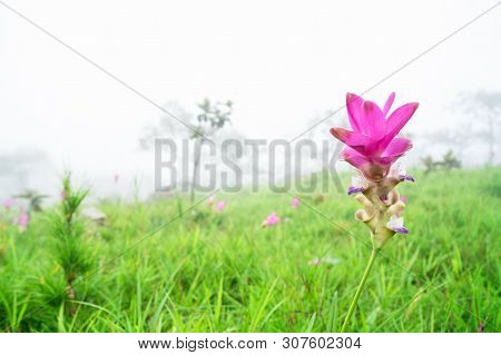Amazing Landscape . Krachiew Flowers And Green Meadow And Tree And Flower In The Forest And Fog In T