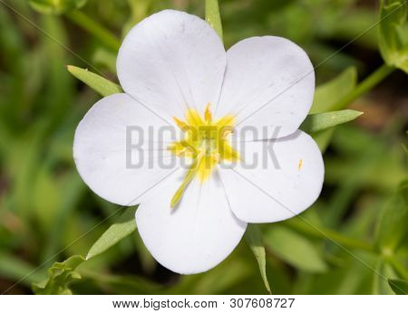 White form of Meadow Pink, Sabatia campestris flower