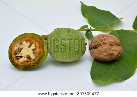 Ripe And Dissected Green Walnuts With Leaves.