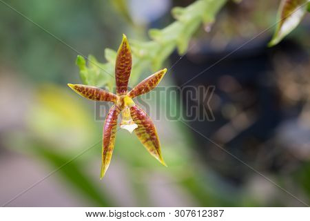 Phalaenopsis Cornucervi (breda) Blume Orchid Flower