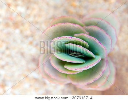 Kalanchoe Fedtschenkoi The Succulent Plant Growing On The Gravel