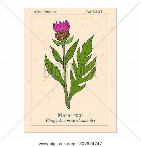 Maral Root Rhaponticum Carthamoides , Medicinal Plant. Hand Drawn Botanical Vector Illustration