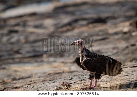 Red Headed Vulture Or Sarcogyps Calvus Or Pondicherry Vulture Close Up With Expression Sitting On Ro